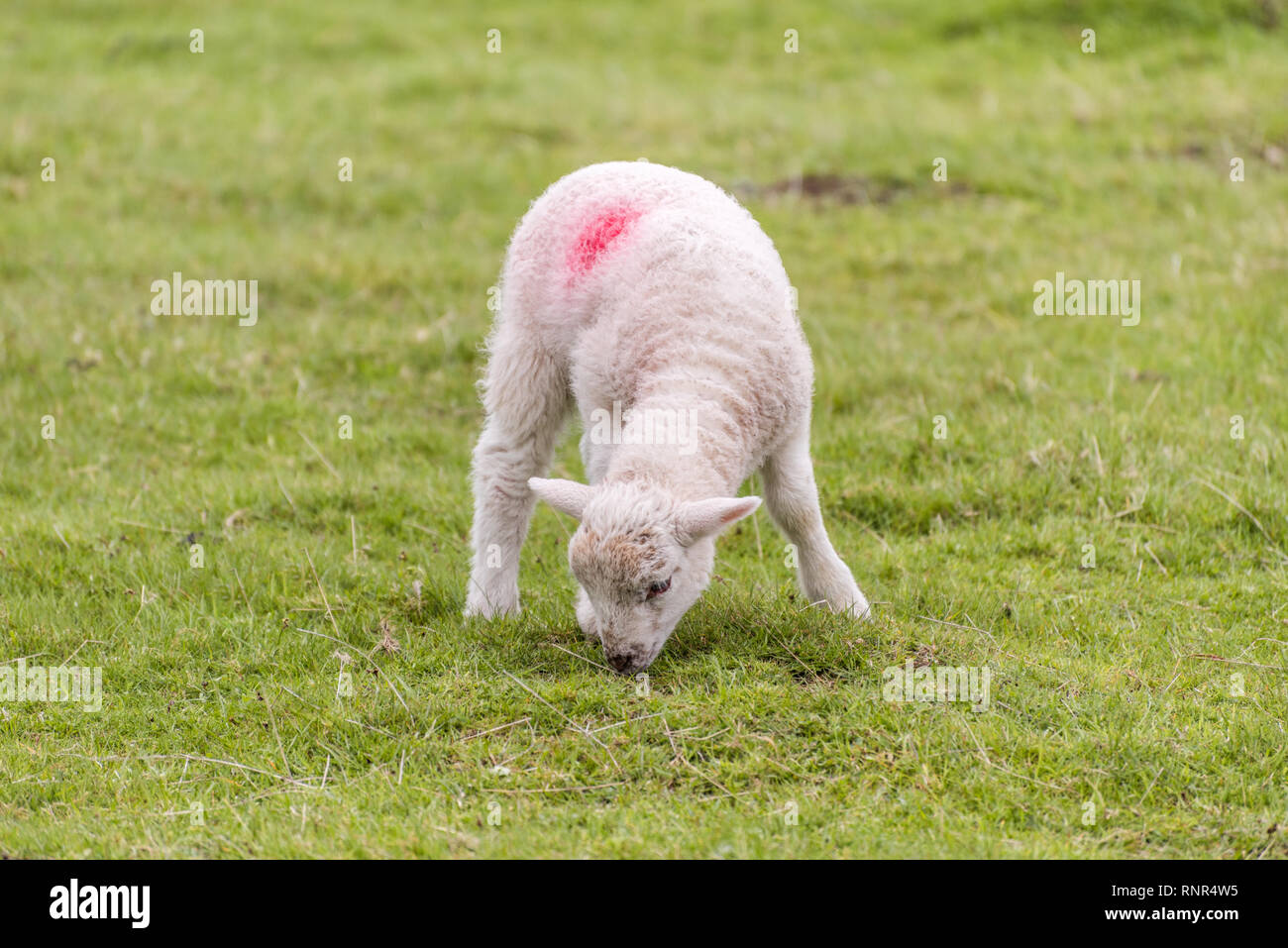 Un pequeño y lindo cordero es el pastoreo en un campo durante la primavera. Foto de stock