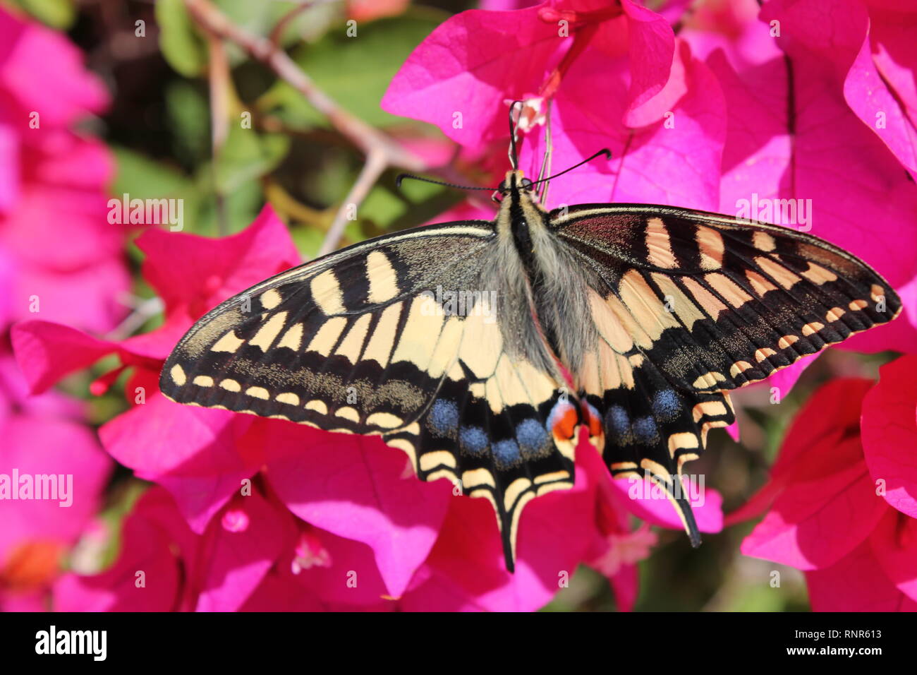 Papilio machaon Papilio canadensis (mariposas), visitando las flores púrpura de una buganvilla arbusto cerca de Mellieha, Malta Foto de stock