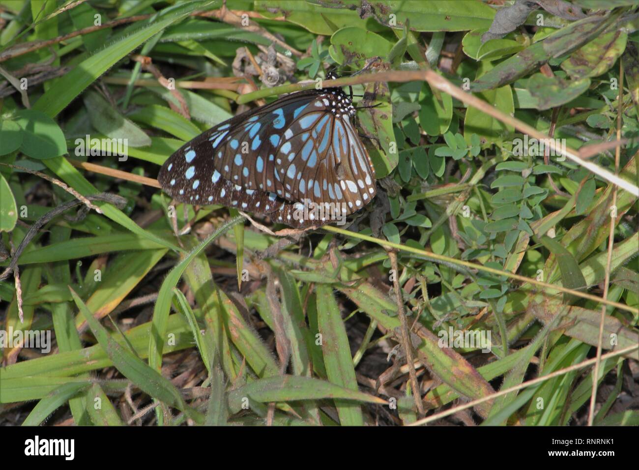 Monarca (Danaus limniace azul) en una iluminación en el Kaya Kinondo, Kenya Foto de stock