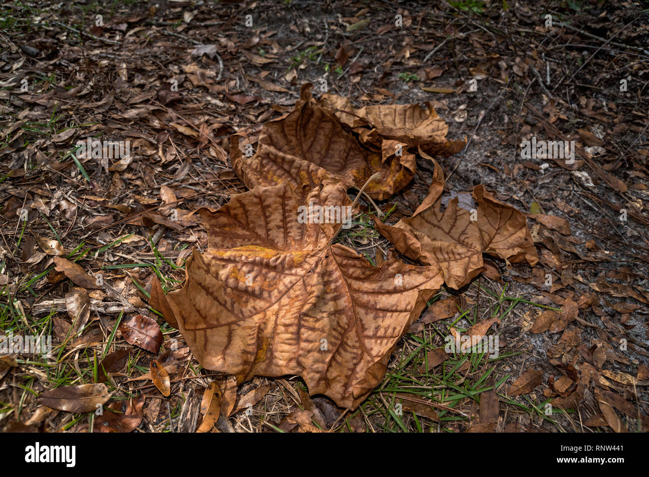 Las hojas del árbol sicómoro son una cosa de belleza, especialmente en los meses de otoño. Foto de stock