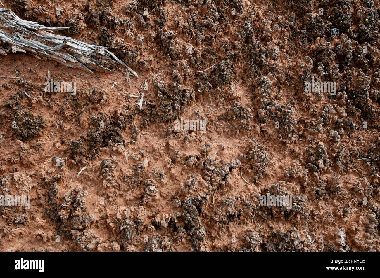 Corteza del suelo Cryptobiotic en Monumento Nacional Natural Bridges en el sureste de Utah Foto de stock