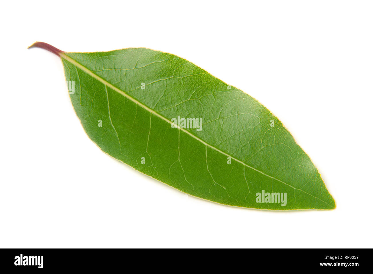 Planta de laurel joven fotografías e imágenes de alta resolución Alamy