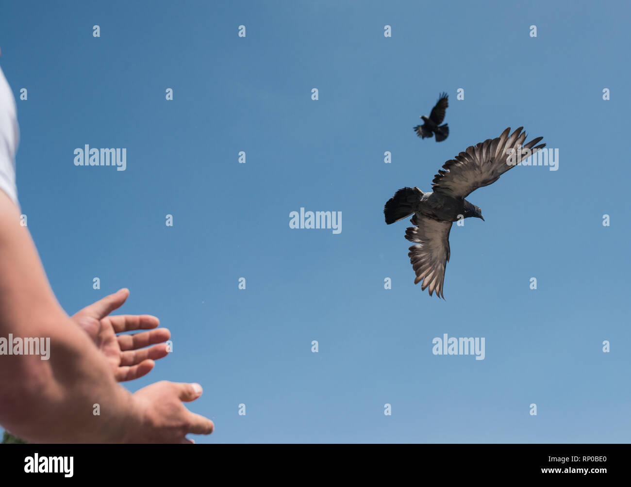 Manos macho soltando dos tórtolas o palomas en el cielo. imagen simbólica de la libertad, la liberación y la igualdad Foto de stock