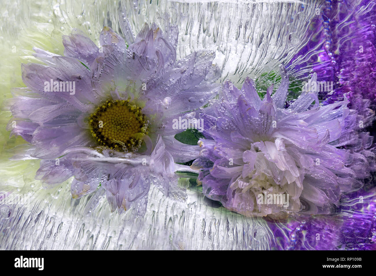 Hermosas flores frescas congeladas de aster y burbujas de aire en el cubo de hielo Foto de stock