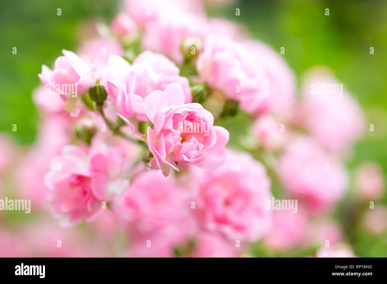 Jardín de rosas rosa rosas de fondo. Foto de stock