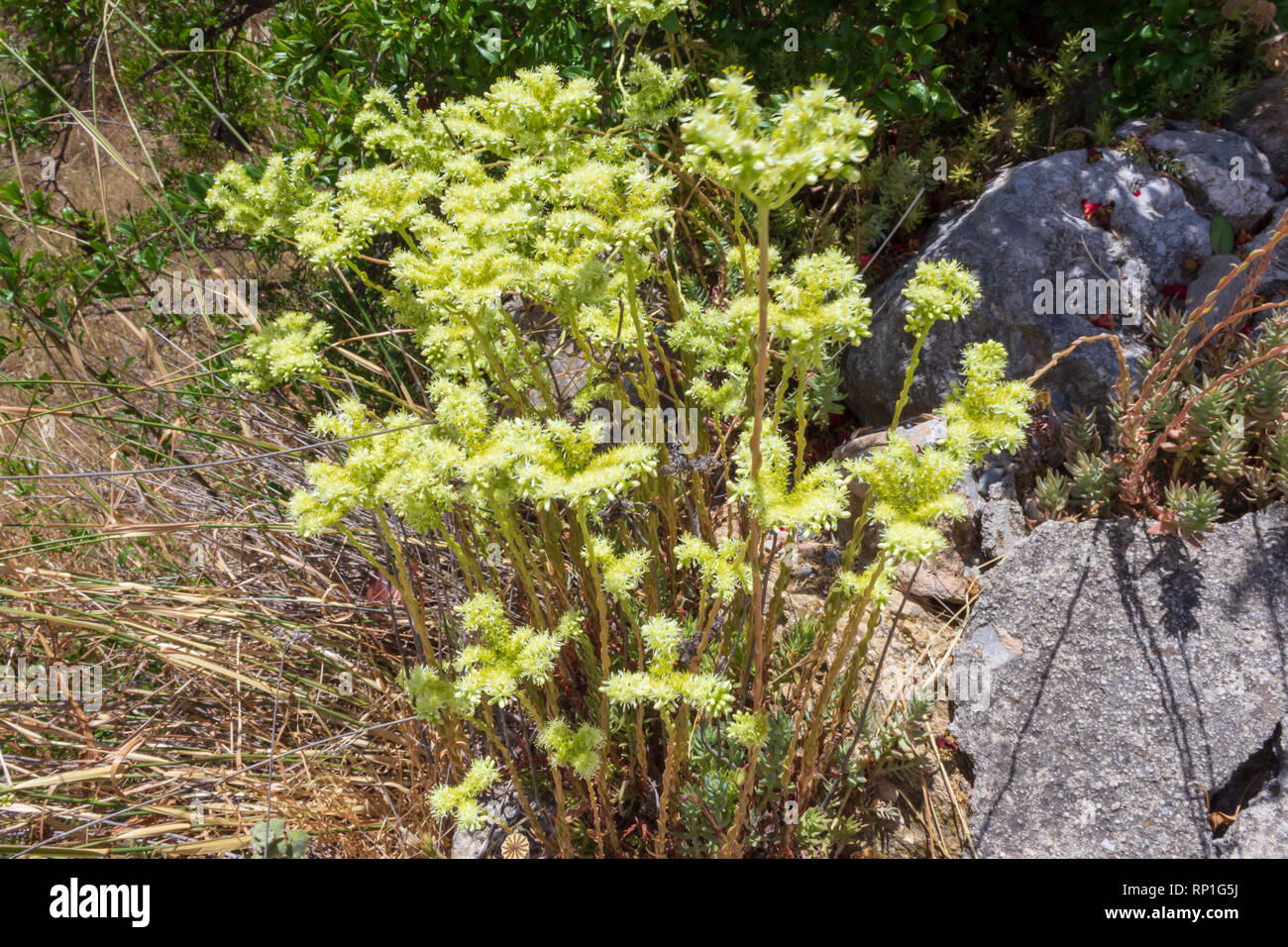 Petrosedum sediforme, Pale Stonecrop en flor Foto de stock