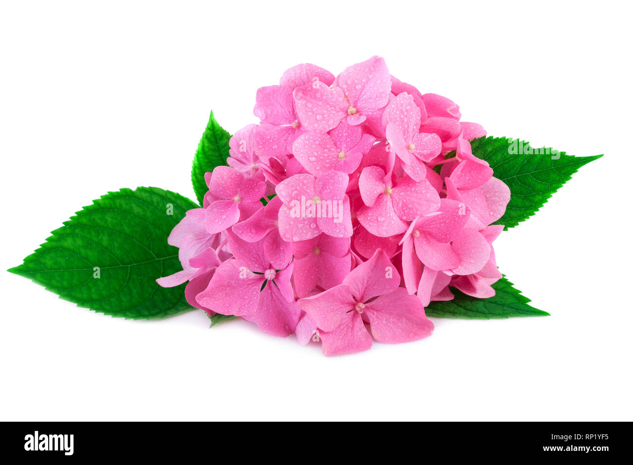 Rosa hortensia flor con hojas verdes y la gota de agua aislados en blanco. Las flores de hortensia flores en primer plano Fotografía de stock - Alamy Rosa hortensia flor con hojas verdes y la gota de agua aislados en blanco. Las flores de hortensia flores en primer plano Fotografía de stock - Alamy