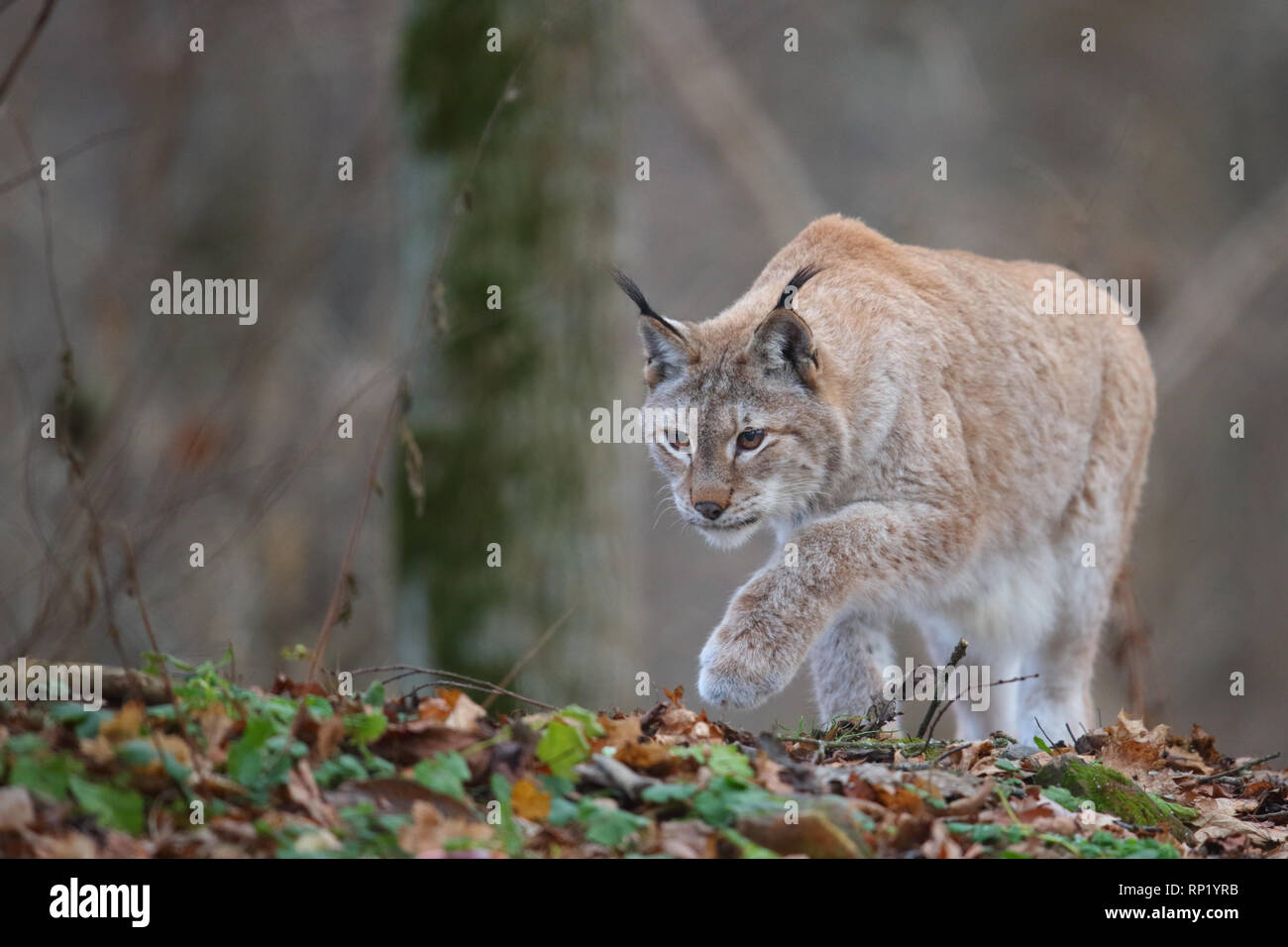 Hembra de lince euroasiático (Lynx lynx), Estonia, Europa Foto de stock