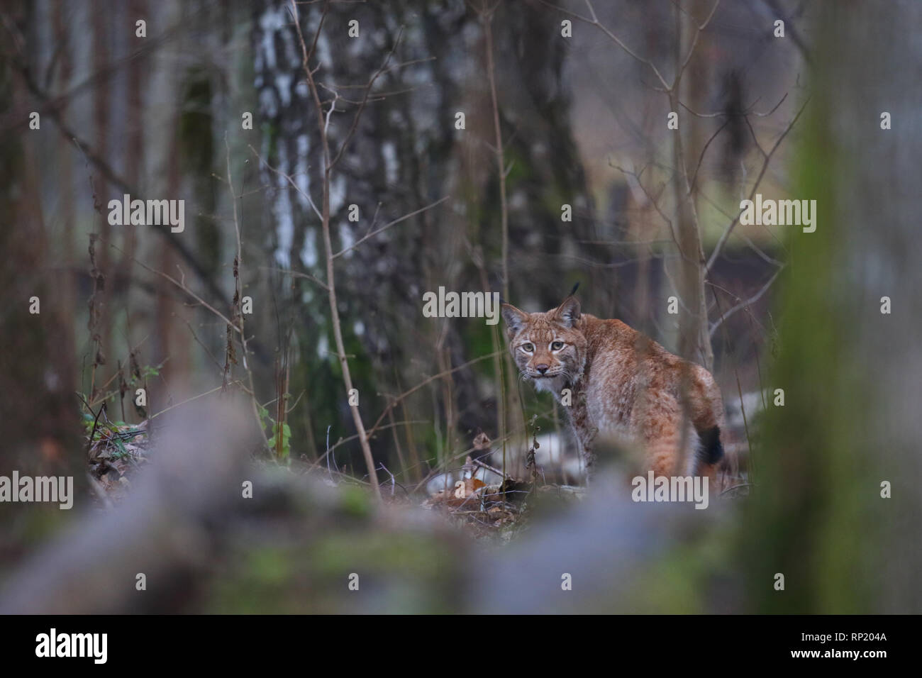 Hembra de lince euroasiático (Lynx lynx), Estonia, Europa Foto de stock