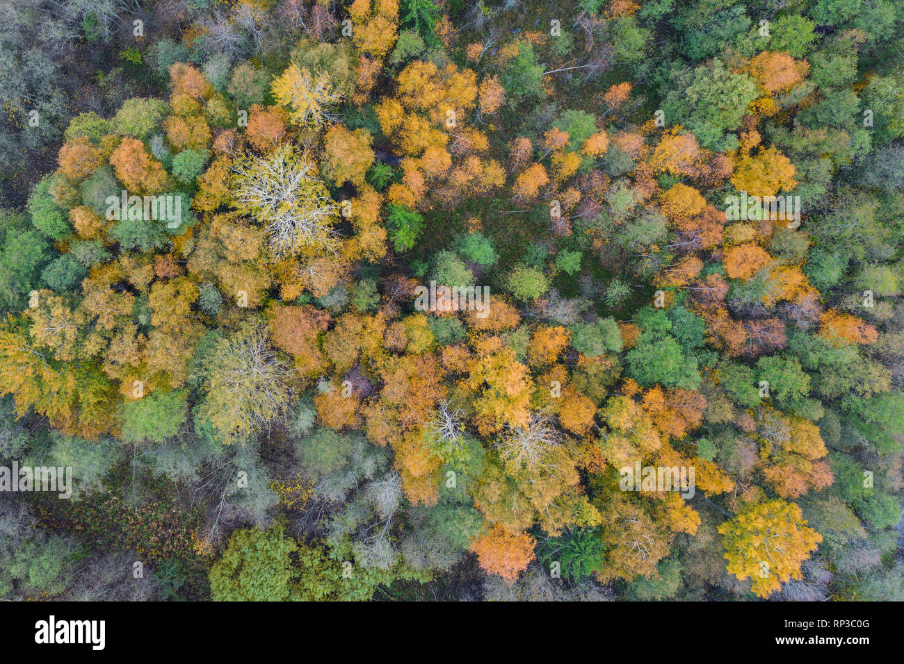 Vista aérea de colorido bosque boreal, otoño. Foto de stock