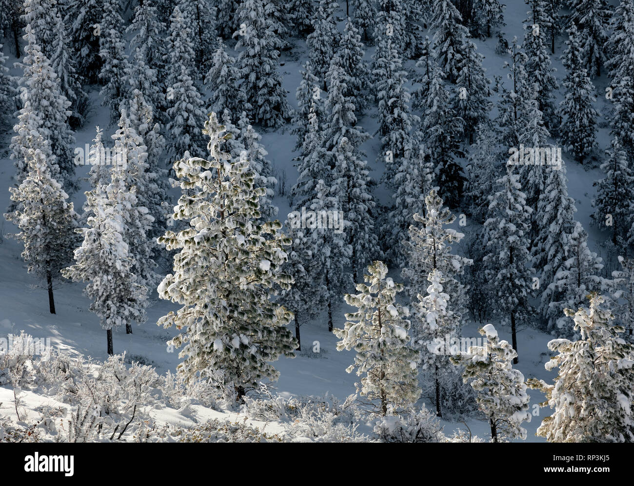 WA14468-00...WASHINGTON - Los árboles cubiertos de nieve en el Echo Ridge, por encima de la ciudad de Chelan. Foto de stock