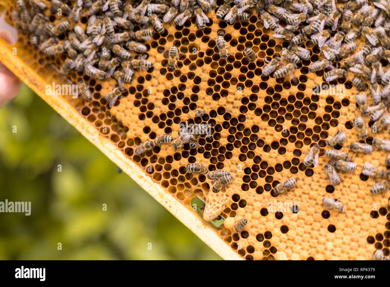 Fotograma de una colmena con células abiertas y cerradas de un panal y abejas. Reina de células para la cría de abeja reina Foto de stock