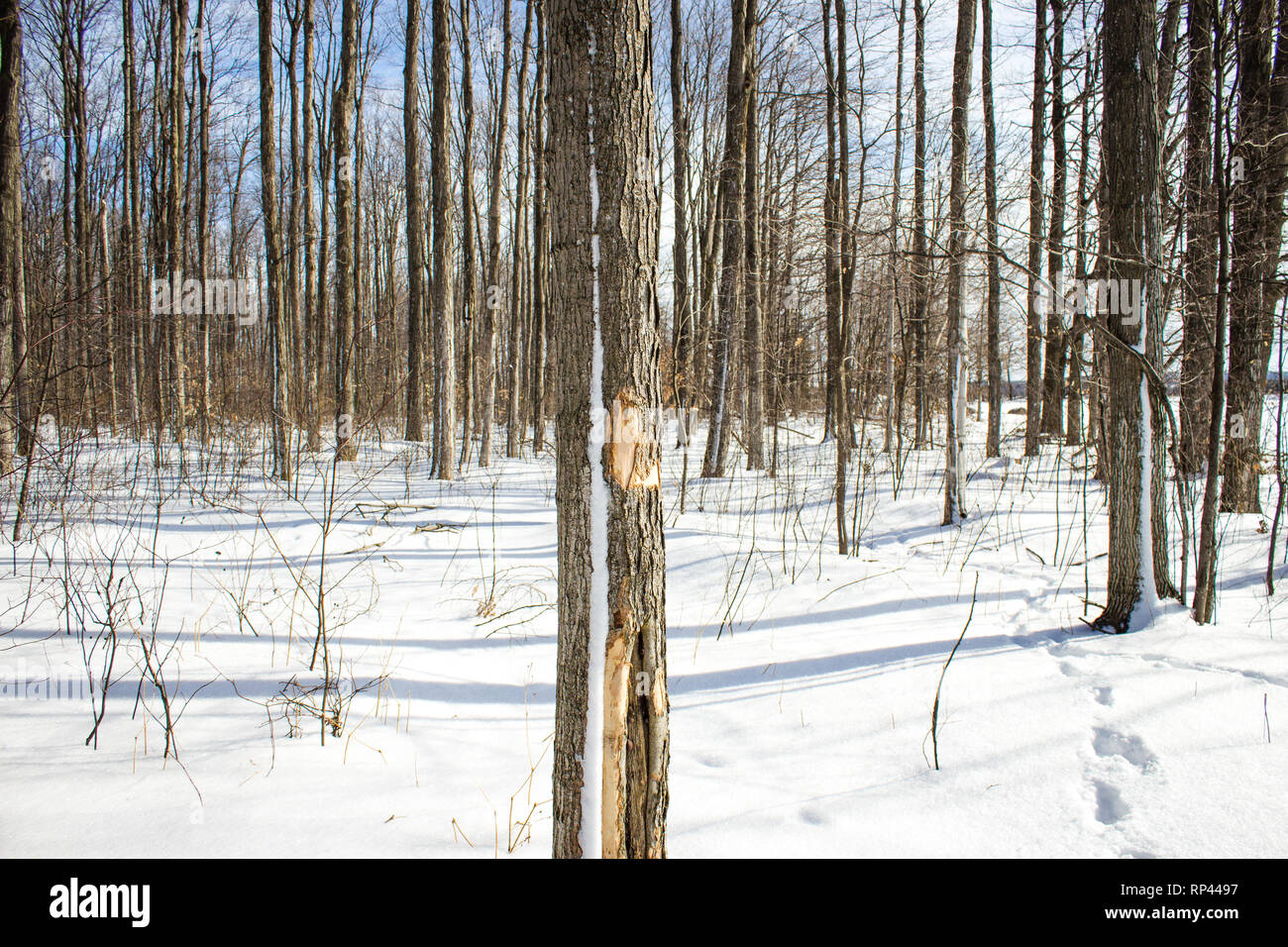 Un bosque de invierno. Foto de stock