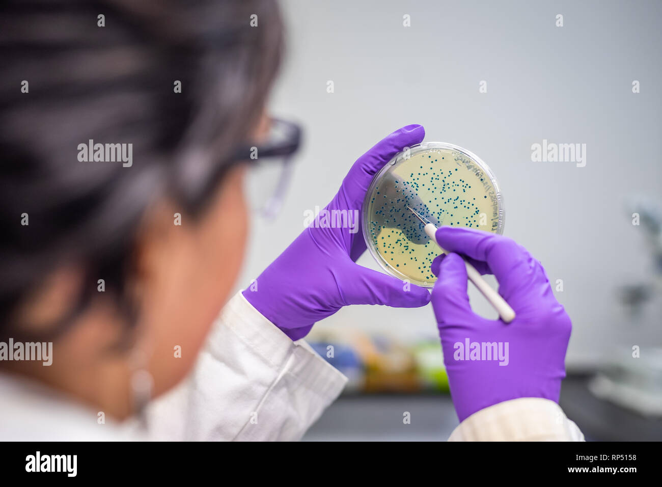 Mujer científica / microbiólogo examinar la placa de cultivo bacteriano Foto de stock