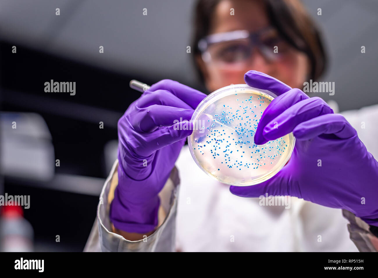 Mujer científica / microbiólogo examinar la placa de cultivo bacteriano Foto de stock