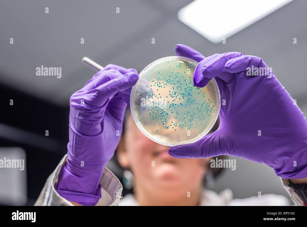 Mujer científica / microbiólogo examinar la placa de cultivo bacteriano Foto de stock