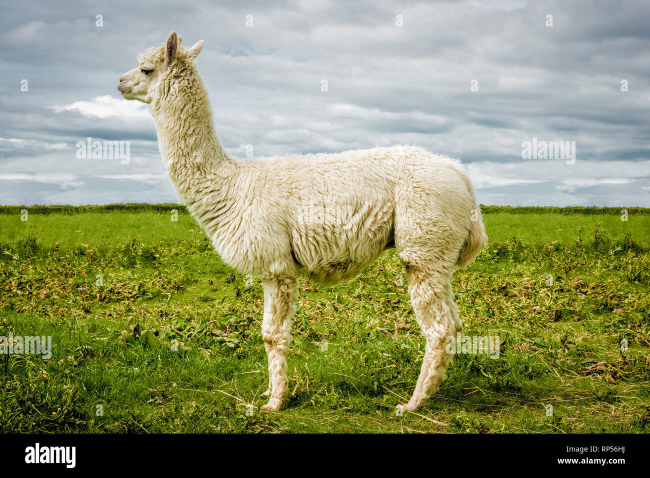 La Alpaca (Vicugna pacos) - una especie de camélido sudamericano. Foto de stock