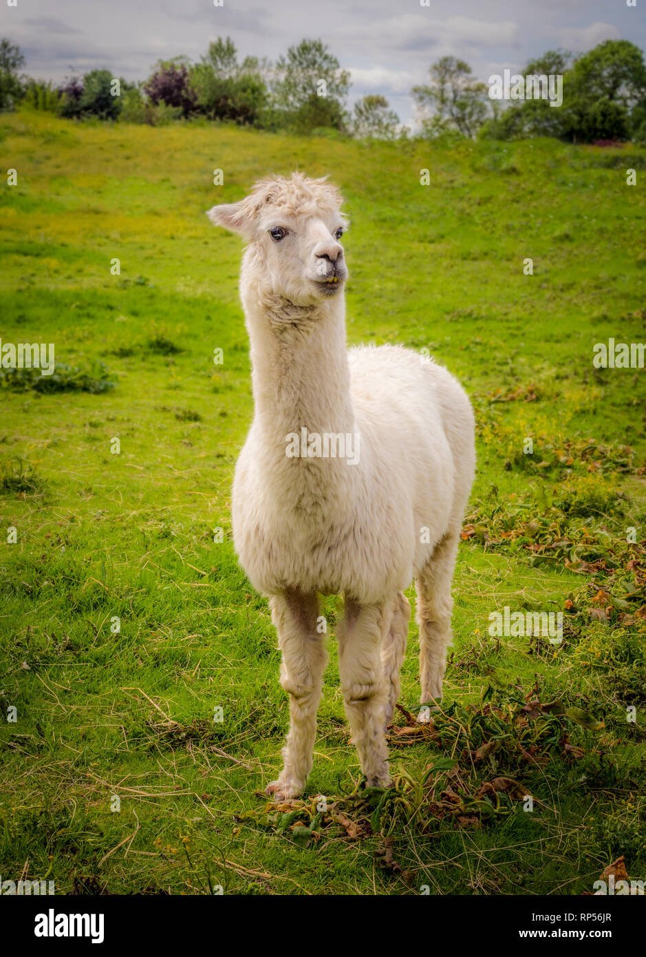 La Alpaca (Vicugna pacos) - una especie de camélido sudamericano. Foto de stock