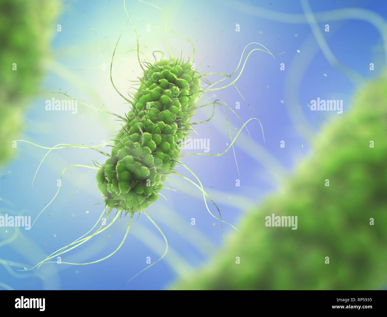 La bacteria Salmonella patógena , la investigación microbiológica Foto de stock