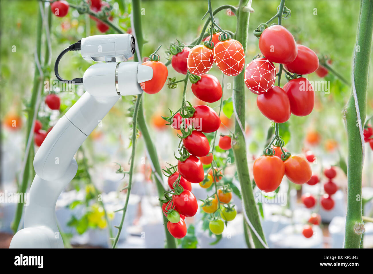 Tecnología de procesamiento de imágenes se aplican con el robot utilizado para cosechar tomates en agricultura industrial Foto de stock