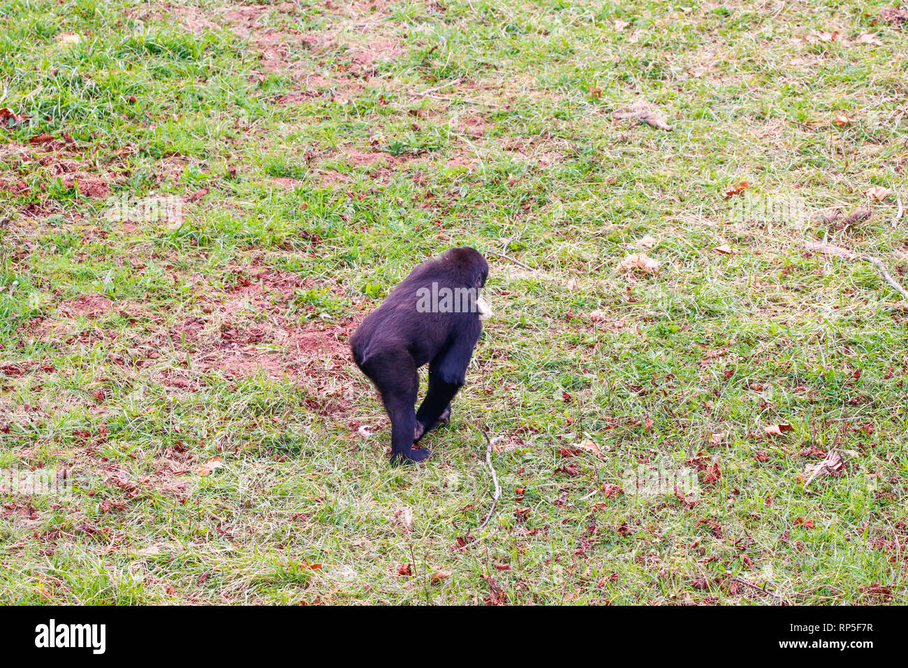 Gorilas En el Parque Nacional de Cabarceno Foto de stock
