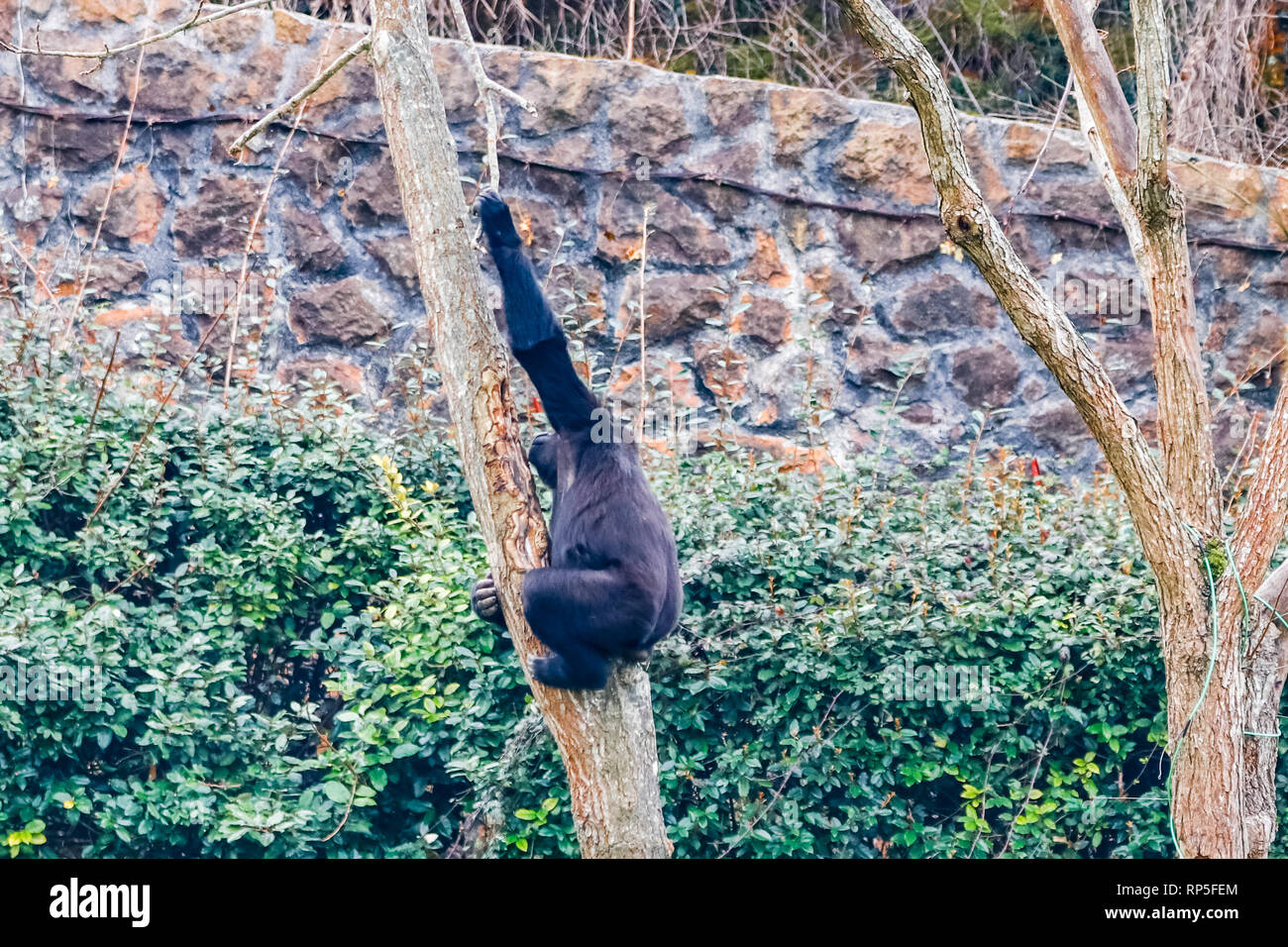 Gorilas En el Parque Nacional de Cabarceno Foto de stock