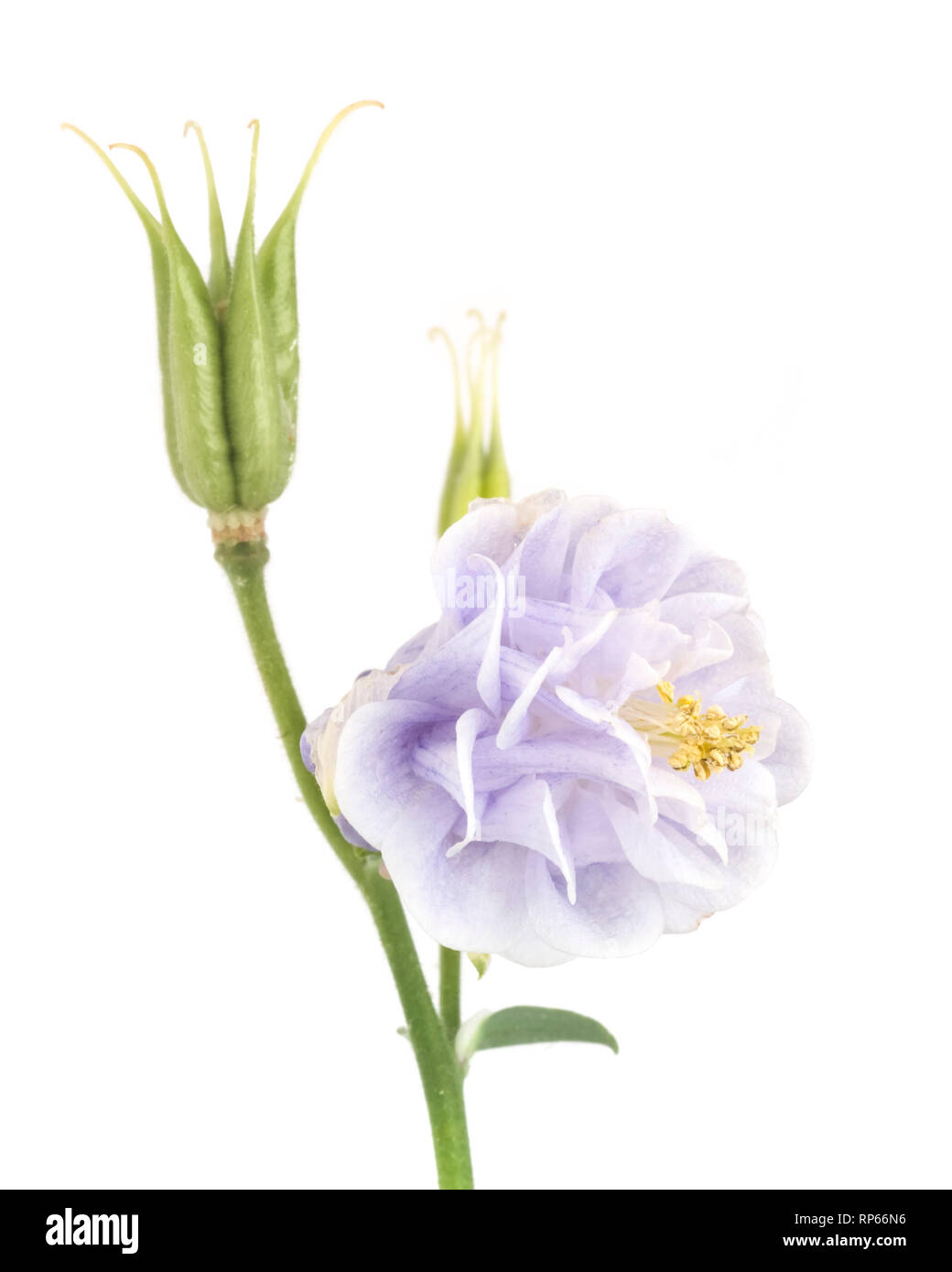 Torre de Luz Azul, Columbine Aquilegia vulgaris, Bloom y semillas Pod contra el fondo blanco. Foto de stock