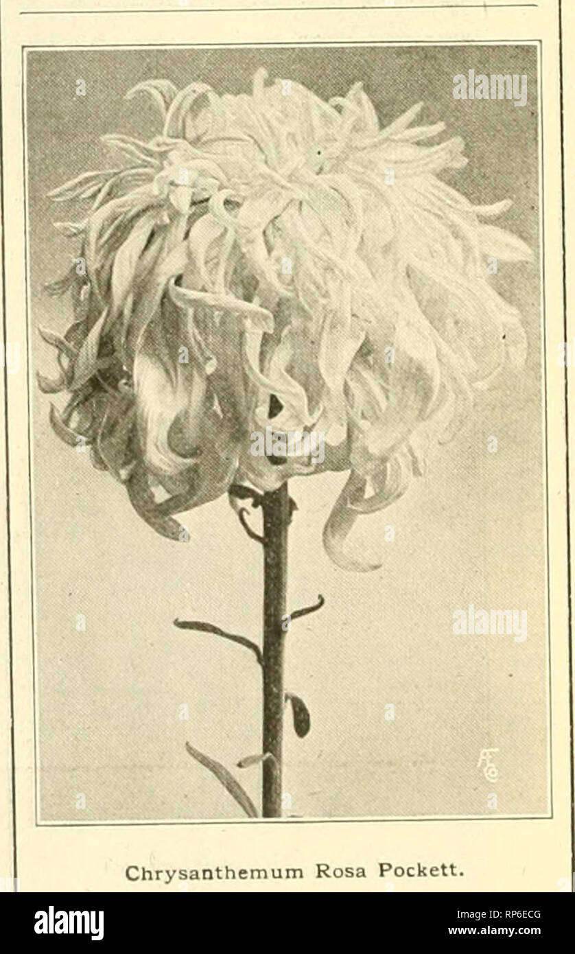 La Floreria Americana Una Revista Semanal Para El Comercio La Floricultura Floristerias Presidente Eii Et Siiringfield O Floristerias C Ub Consulte La Pagina 653 Pacifico Y Polly Rose Por Favor Diga