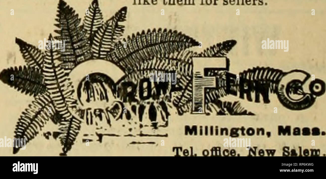 . La florería americana : una revista semanal para el comercio. La floricultura; floristerías. Rosas, claveles y todo tipo de flores en stoclc por temporadas. Misión Com mayorista WM florido. F. KASTING, 481 Washington St., Buffalo. N. Y. Concesionario floristas ID' suministros y cable DesiKU abierto desde las 7:00 A. M. a 8:00 P. M. mencione A merican floristería al escribir. SMIUX meridional. De 5 a 50 dólares por caja de 50 libras. Pruébelo wiien desea Smilax. Fancy o daga Ftms, $1.00 por lOCO. Dis- contar con grandes pedidos. Galax. lirunze o verde, 75c por 1000. Nueva cosecha Festooning Laural, mejor en el mundo, 4c, 5c y 6c por año Foto de stock