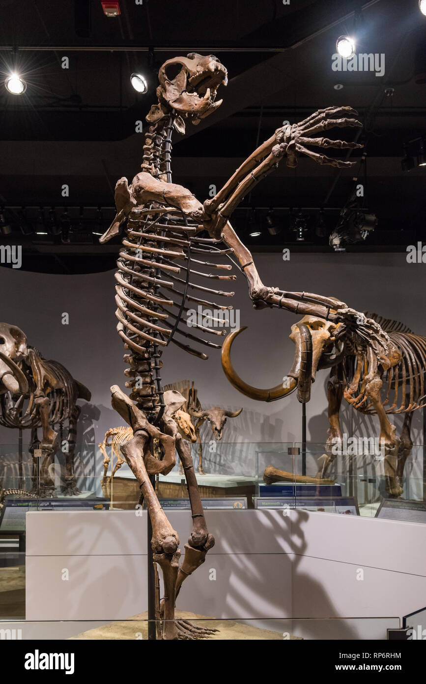 Esqueletos fósiles de un extinto del Pleistoceno cerveza de cara corta (Arctodus sp.). Mamíferos de la Edad de Hielo exposición. En el Field Museum. Chicago, Illinois, Estados Unidos. Foto de stock