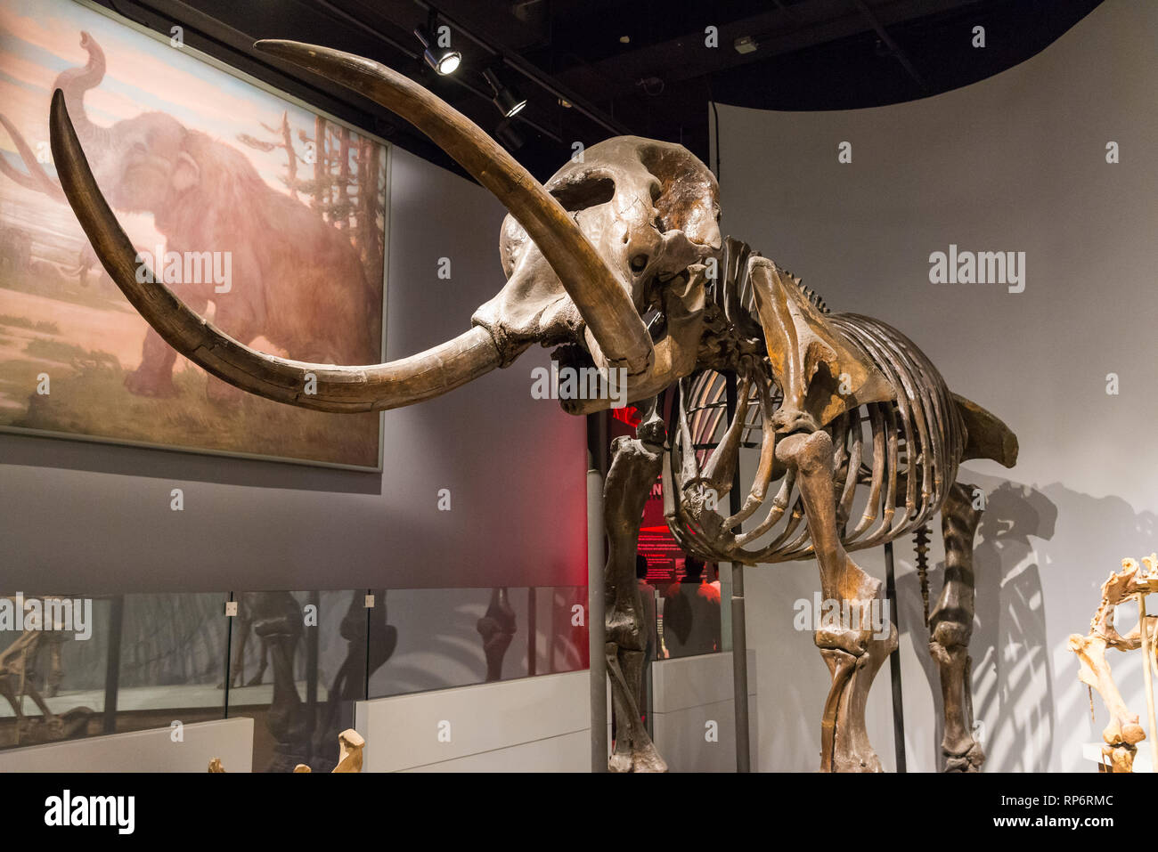 Esqueleto fósil de mastodonte. Mamíferos de la Edad de Hielo exposición