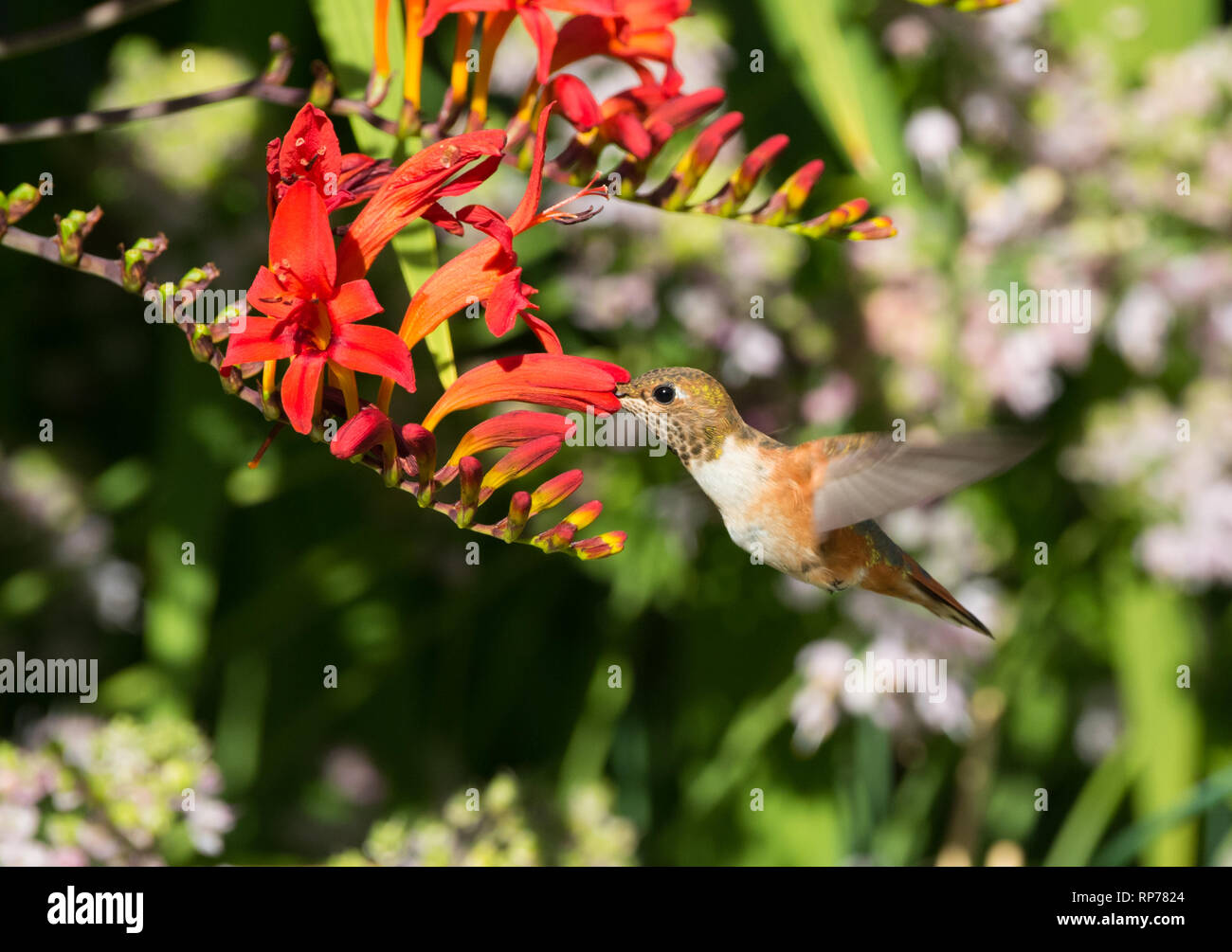 Un Colibrí Rufo (Selasphorus rufus) alimentándose de néctar de flores Crocosmia rojo Foto de stock