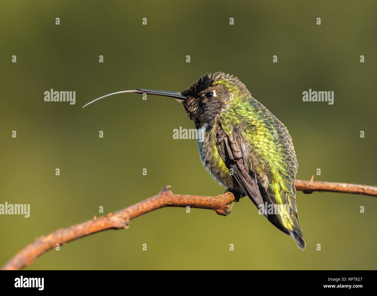 Anás macho Colibrí (Calypte anna) posado sobre una ramita con lengüeta extendida Foto de stock