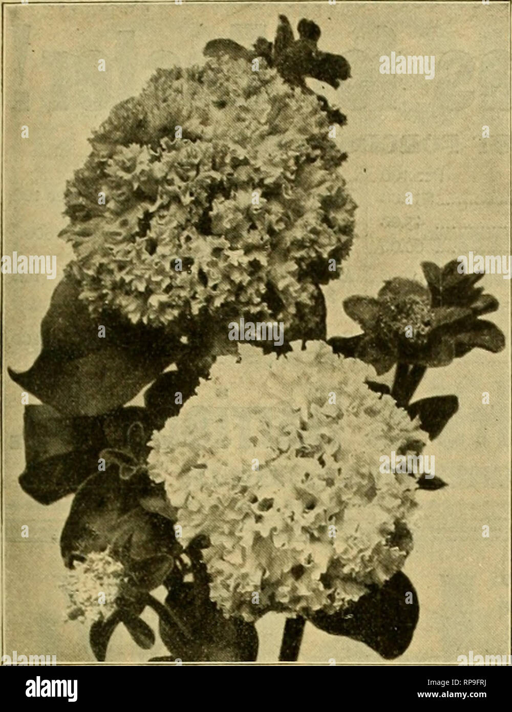 . La florería americana : una revista semanal para el comercio. La floricultura; Floristerías. rgos- La American Floristería. 63. La doble DREER PETUNIAS. No superada por ningún esfuerzo en el mundo. Macetas de 3 pulgadas, 75c por doz.; $6.00 por 100; juego de 15 variedades nombrado por $1.00. Las semillas de la misma, nuestro propio ahorro, 7Sc por 500 semillas; $1.50 por 1000 semillas. I II f ^ para el FNI*ri n <r ^ multa mucho pot-cultivado plantas bien L,IL, lUI lUICIllJ/^0^ establecida con las yemas y en prime condi- ción para forzar. $6.00 por doz.; $45.00 por 100. AZALEA MOLLIS para forzar a l^^^Alt buena hardy Azaleas están ganando terreno rápidamente. W Foto de stock