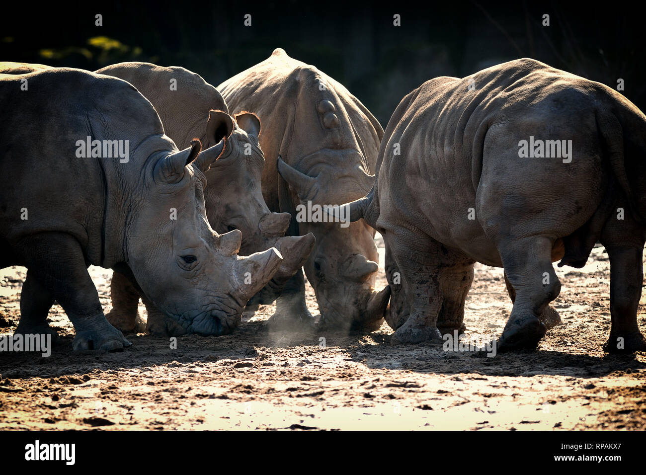 Dvur Kralove nad Labem, República Checa. 21 Feb, 2019. Un rinoceronte negro, bañarse en el barro en el Parque Safari Dvur Kralove nad Labem en una soleada mañana, 21 de febrero de 2019. El Parque Safari Dvur Kralove, está preparando la transferencia de cinco rinocerontes negros raros procedentes de zoológicos europeos, incluidos sus tres propios, a Rwanda. Aparte de tres rinocerontes en Dvur Kralove, la transferencia, prevista para finales de mayo o principios de junio de 2019, contará con la participación de Gran Bretaña Flamingo Land zoo y uno de la Danish Ree Parque Zoológico Safari. Crédito: Slavek Ruta/Zuma alambre/Alamy Live News Foto de stock