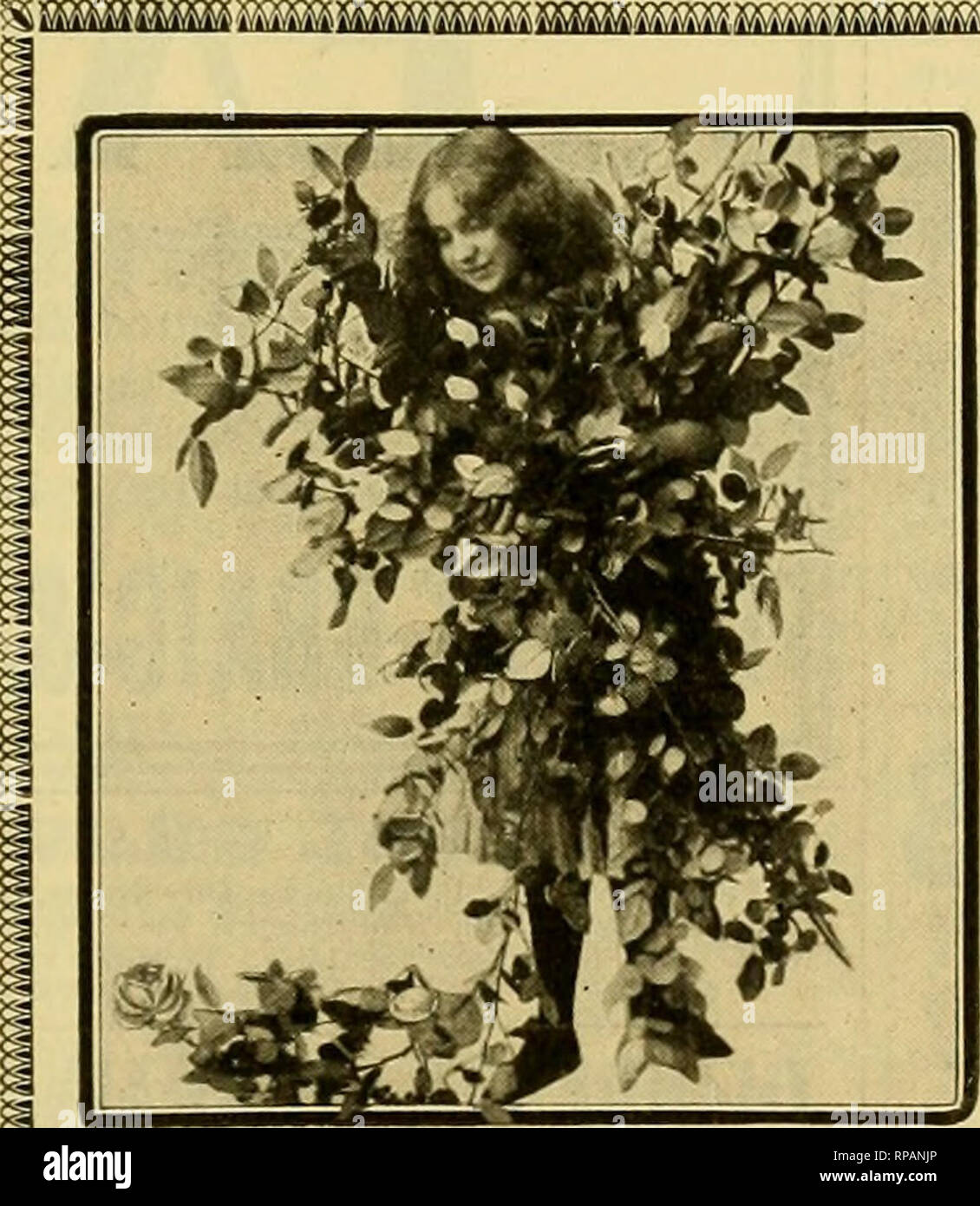 . La florería americana : una revista semanal para el comercio. La floricultura; floristerías. La doble DREER PETUNIAS. No superada por ningún esfuerzo en el mundo. Macetas de 3 pulgadas, 75c por doz.; $6.00 por 100; juego de 15 variedades nombrado por $1.00. Las semillas de la misma, nuestro propio ahorro, 7Sc por 500 semillas; $1.50 por 1000 semillas. I II f ^ para el FNI*ri n <r ^ multa mucho pot-cultivado plantas bien L,IL, lUI lUICIllJ/^0^ establecida con las yemas y en prime condi- ción para forzar. $6.00 por doz.; $45.00 por 100. AZALEA MOLLIS para forzar a l^^^Alt buena hardy Azaleas están ganando terreno rápidamente. Ofrecemos un buen montón de budde Foto de stock
