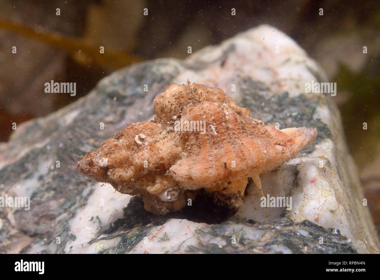 Ostra europea / taladro Sting winkle (Ocenebra erinacea) es una plaga de criaderos de ostras, en movimiento en un grupo de rock, en el sur de Devon, Reino Unido, septiembre. Foto de stock
