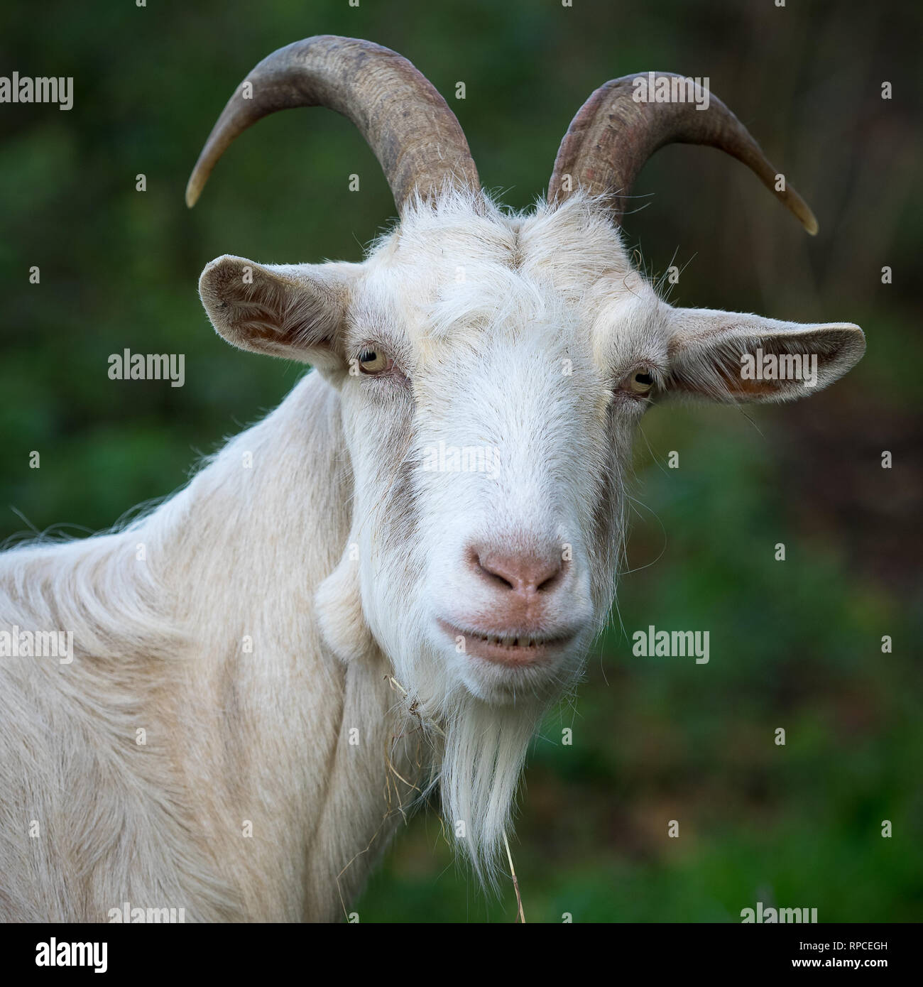 Retrato de cabra Foto de stock