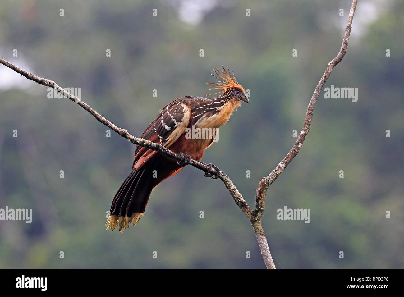 En el río Napo Hoatzin cerca de Sani Lodge Ecuador Amazon Foto de stock