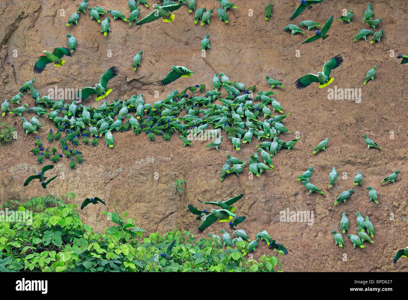 Los Loros en una collpa en el Río Napo, Ecuador Amazon Foto de stock