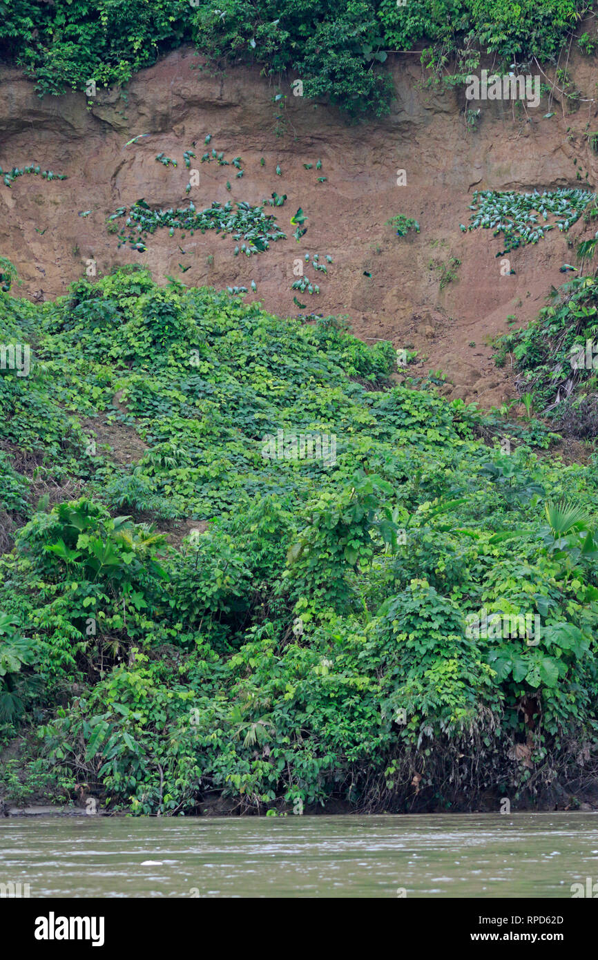 Los Loros en una collpa en el Río Napo, Ecuador Amazon Foto de stock