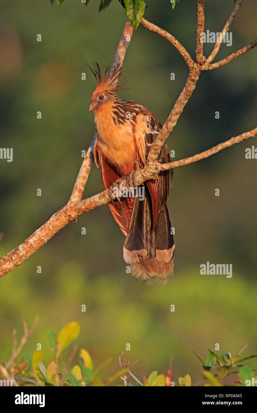 En el río Napo Hoatzin cerca de Sani Lodge Ecuador Amazon Foto de stock