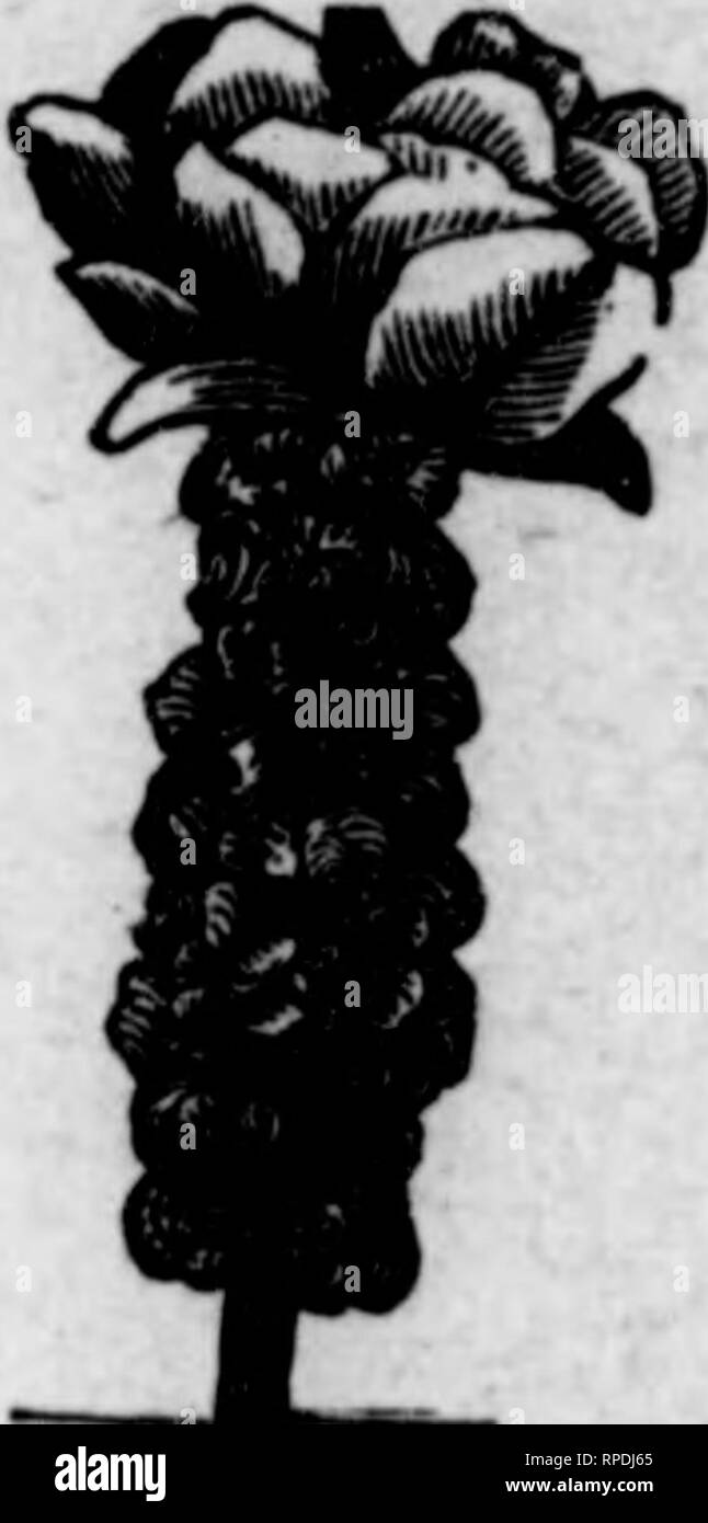 Coles De Bruselas Moradas Imágenes de stock en blanco y negro - Alamy