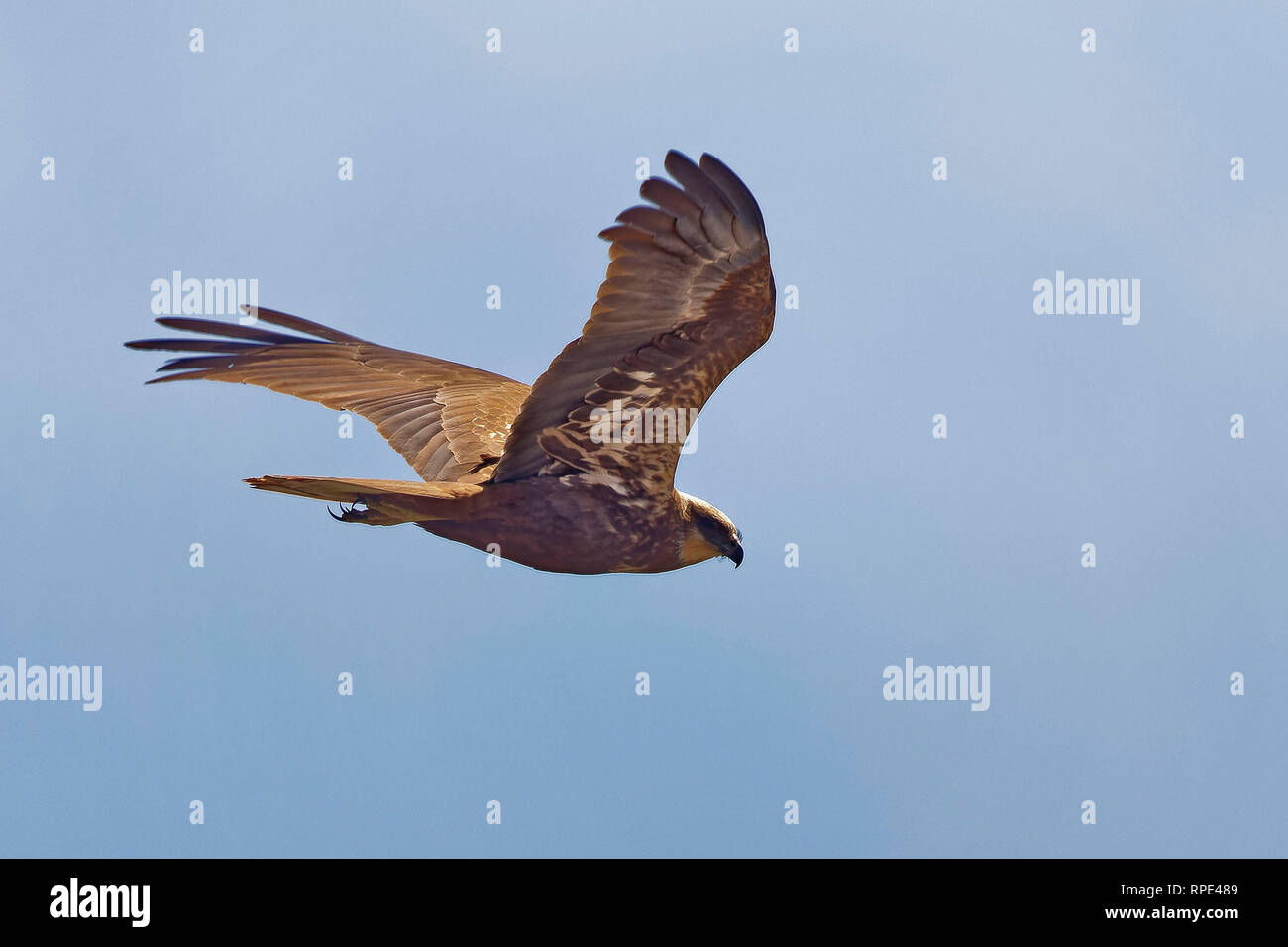 Rohrweihe, Circus aeruginosus aguilucho lagunero, Foto de stock