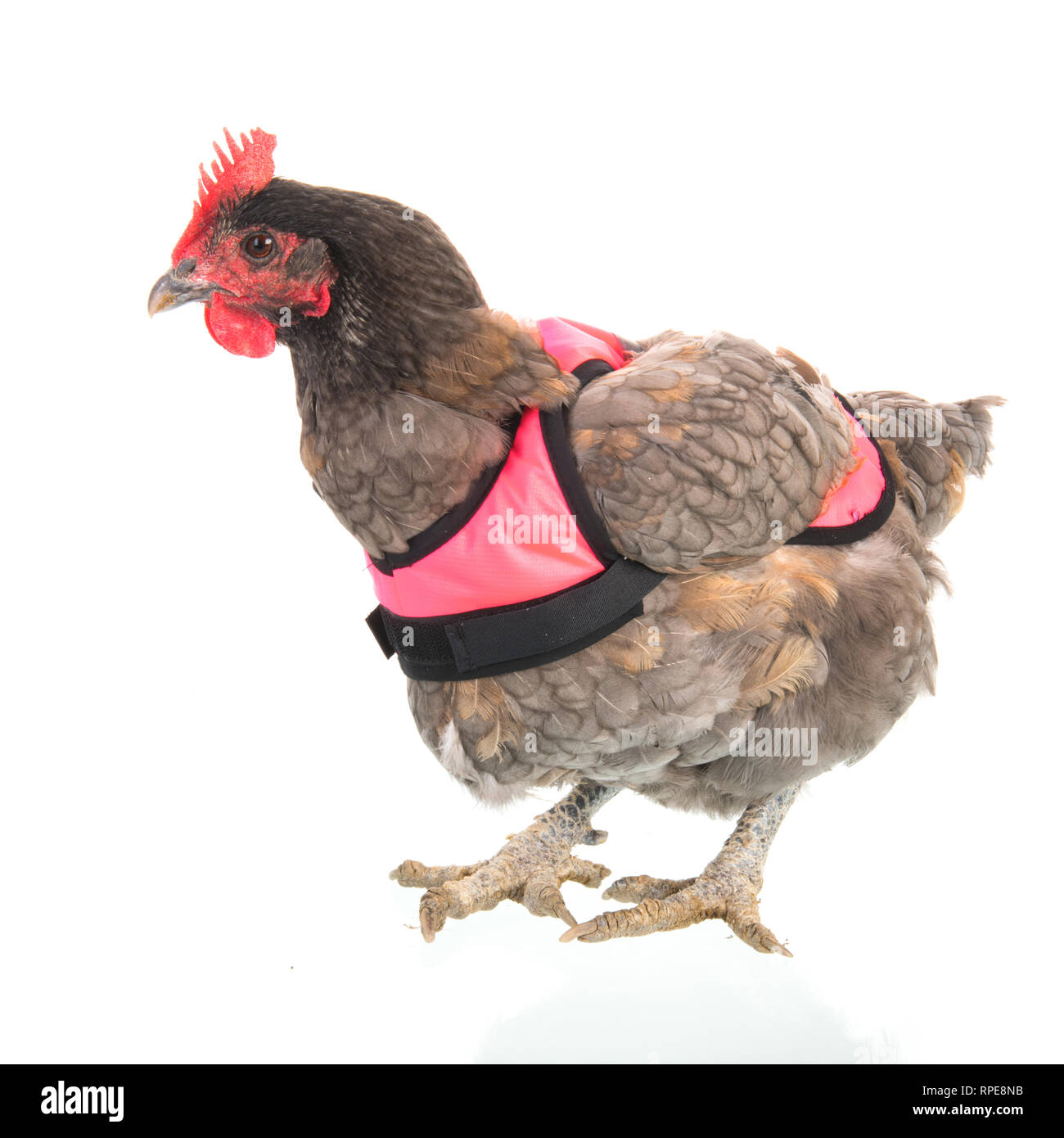Gracioso pollo con chaleco rosa aislado sobre fondo blanco Fotografía de  stock - Alamy