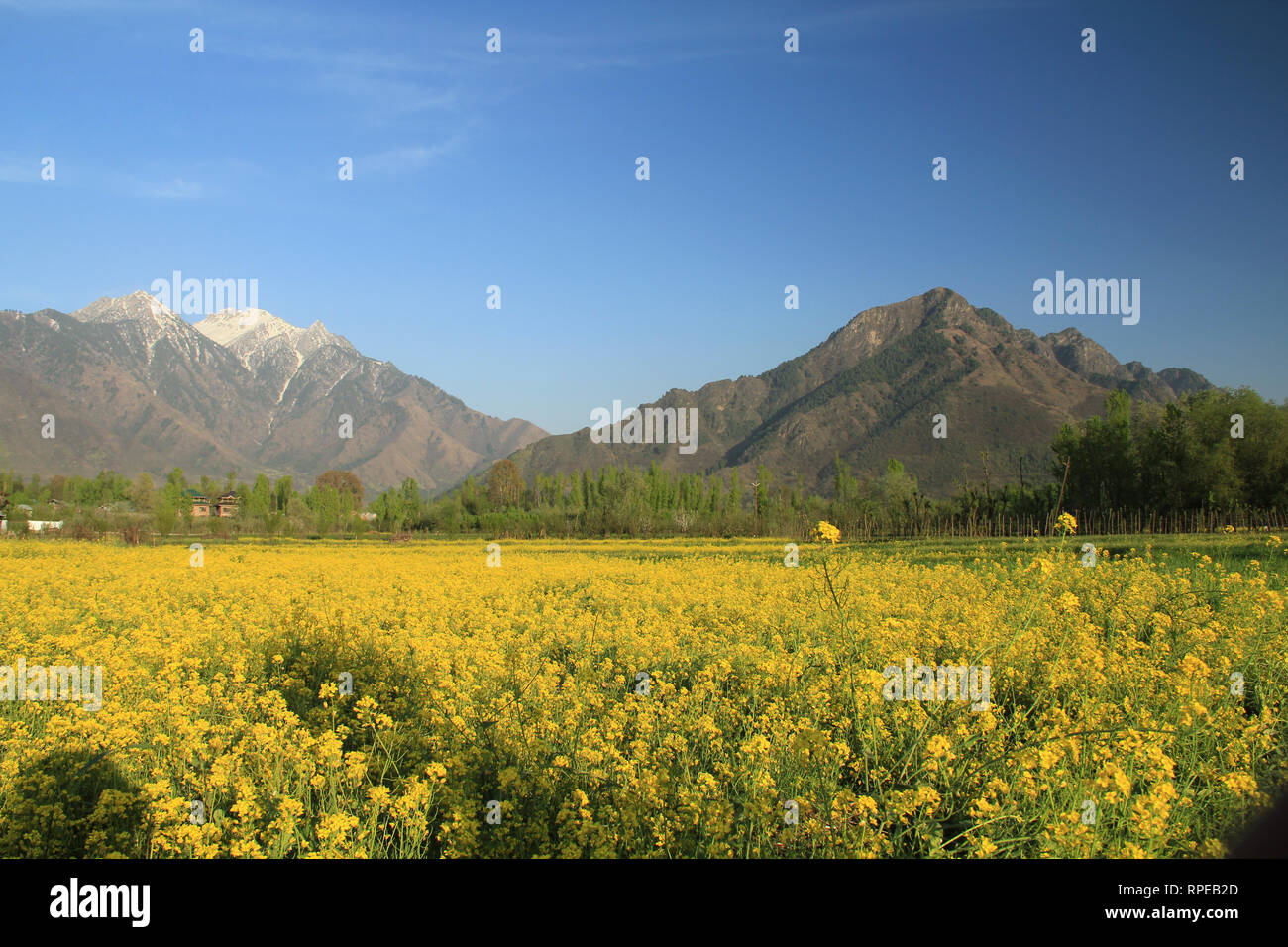 Las flores pueden ser vistos en plena floración en un campo de mostaza en las afueras de Srinagar, capital de verano de la Cachemira india. Foto de stock