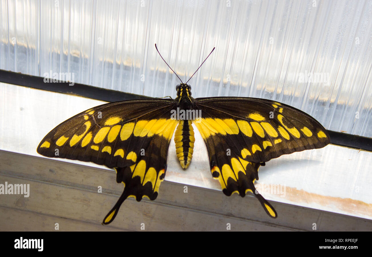 Papilio thoas el rey - especie de mariposas de la familia papilionidae en la ventana Foto de stock