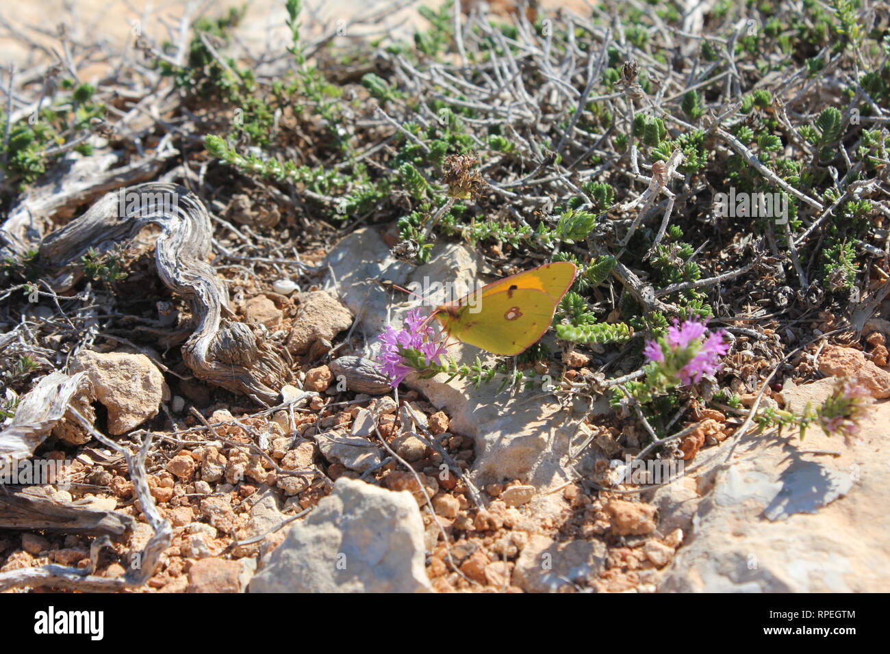 Amarillo (Colias croceus nublado), Marfa, Malta Foto de stock