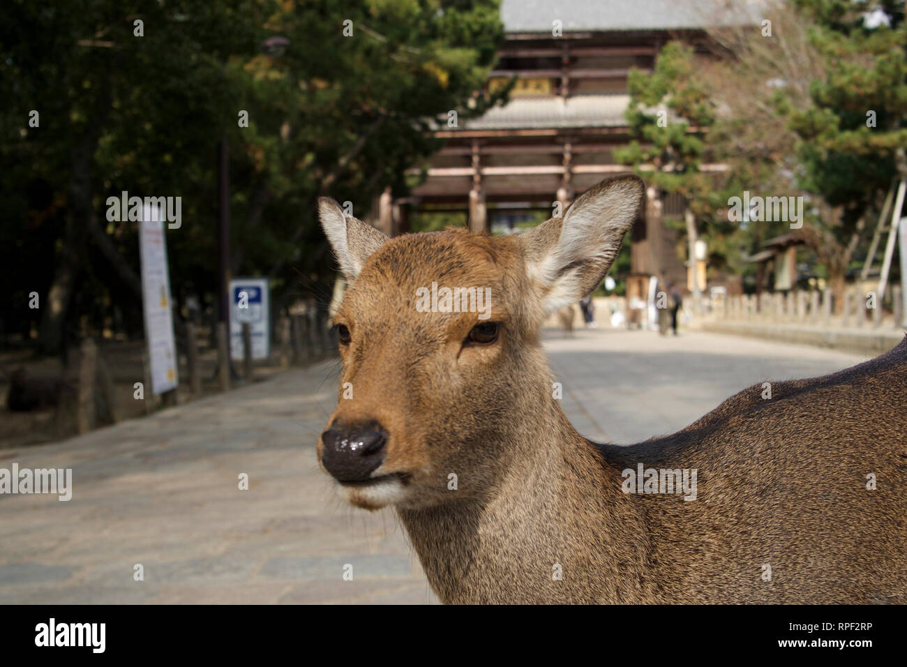 En la puerta de Nandaimon Nara-Deer Tōdaiji templo Foto de stock