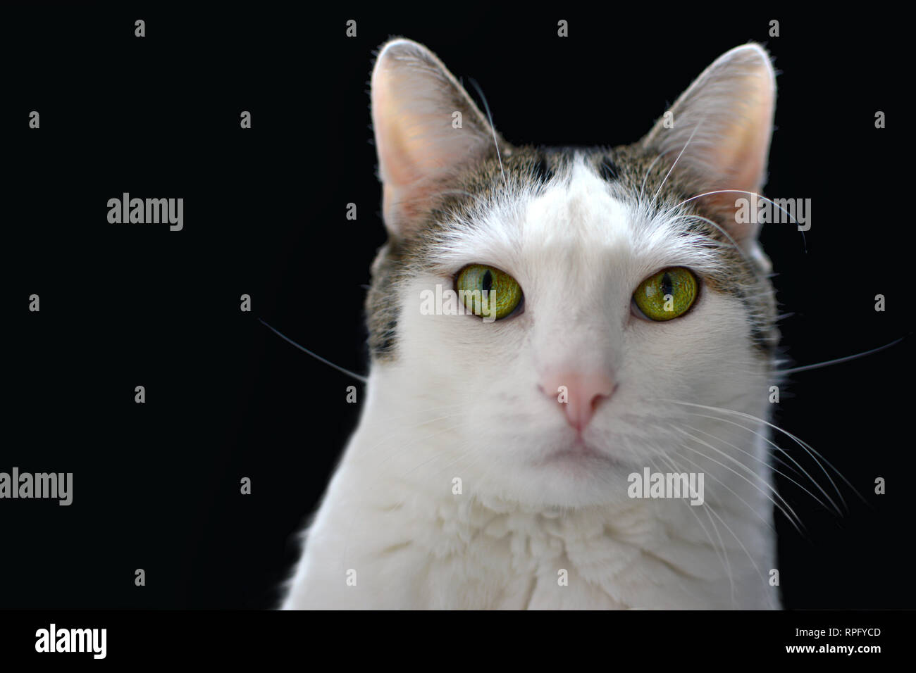 Cuna Aplaudir Ganar control Cerrar la cabeza retrato de un gato blanco con manchas atigrado, ojos  verdes y nariz rosa sobre fondo negro Fotografía de stock - Alamy